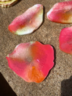 Edge - Hibiscus