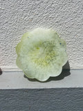 Jelly Coaster - Green